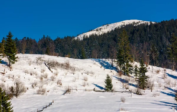Bosque de abetos en las laderas de nieve en las montañas — Foto de Stock