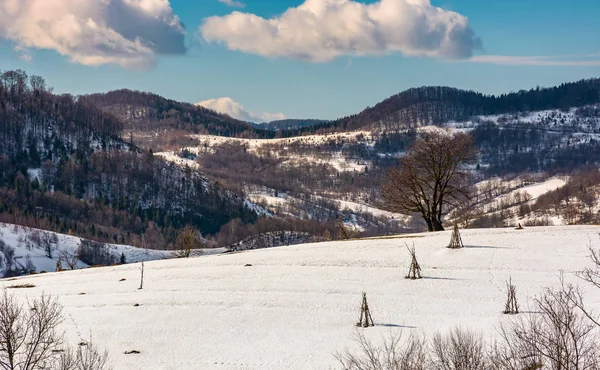 雪に覆われた丘の中腹に孤独な木 — ストック写真