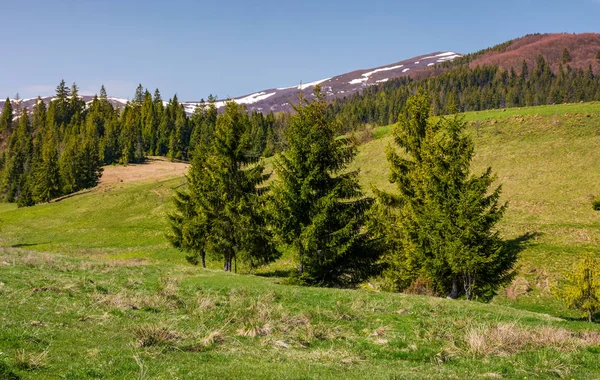 Bergige Landschaft mit Nadelwald — Stockfoto