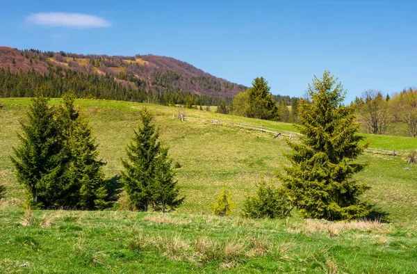 Bergige Landschaft mit Nadelwald — Stockfoto