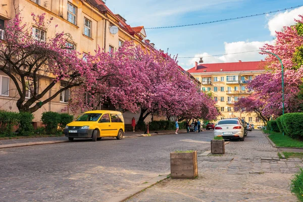 Ulice małego miasteczka w kwiecie wiśni — Zdjęcie stockowe