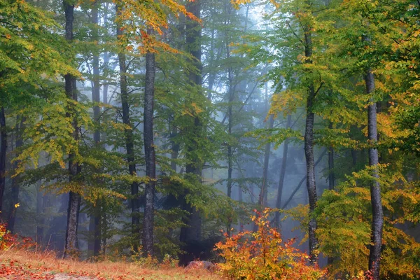 Paysage forestier par un jour d'automne brumeux — Photo