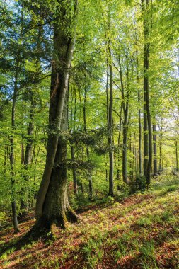 Güneşli havada gün doğumunda kayın ormanı