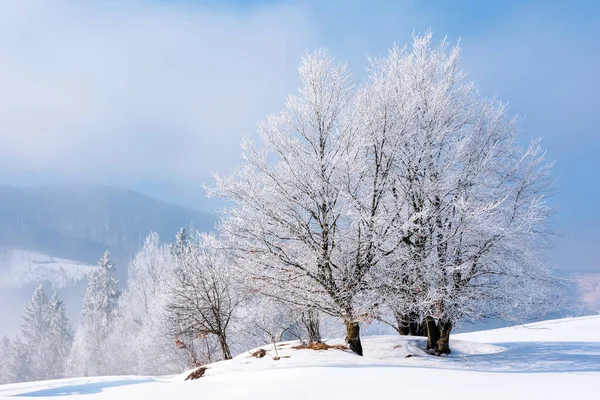 T-shirts dans le givre sur une prairie enneigée — Photo