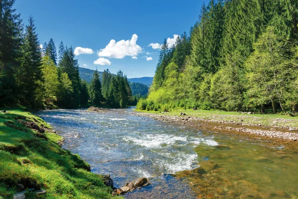 Rapid mountain river in spruce forest — Stock Photo, Image