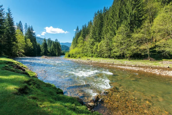 Fiume di montagna rapido nella foresta di abete rosso — Foto Stock