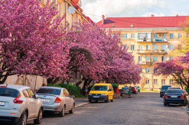 Kiraz çiçekli küçük kasaba sokakları