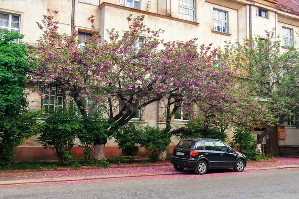 Pequeno carro preto sob a árvore de cereja em flor — Fotografia de Stock