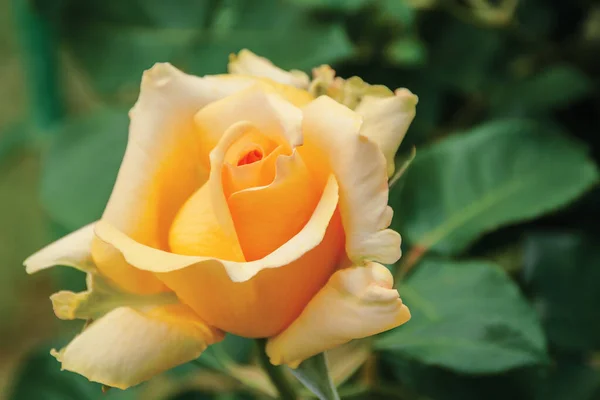 Kwiat róży w ogrodzie — Zdjęcie stockowe