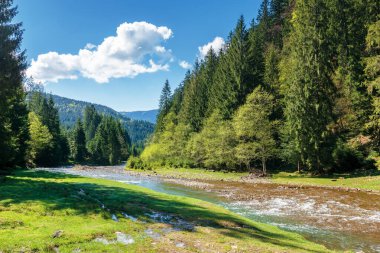 Spruce Ormanı 'ndaki hızlı dağ nehri