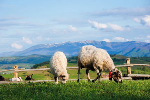 Пухнаста коза випасується на гірському лузі — стокове фото