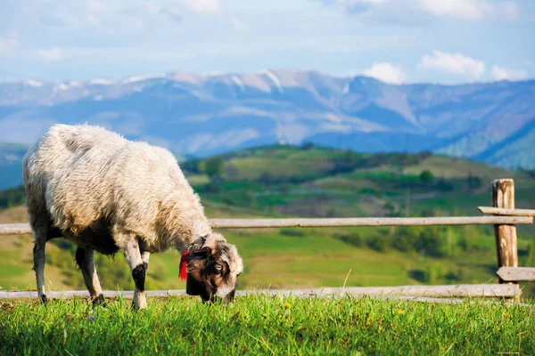 Пухнаста коза випасується на гірському лузі — стокове фото