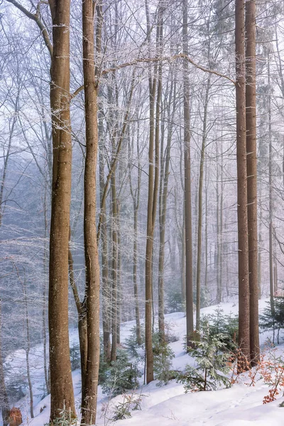 Cenário mágico natureza inverno na parte da manhã — Fotografia de Stock