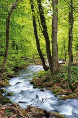 Ormandaki su akıntısı