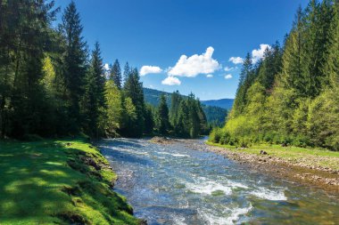 Spruce Ormanı 'ndaki hızlı dağ nehri