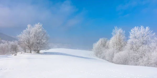 Кучка деревьев в инею на заснеженном холме — стоковое фото
