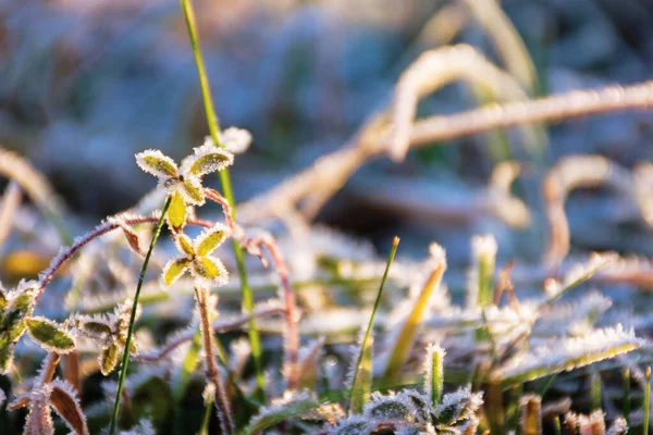 Plants and grass in hoarfrost — ストック写真