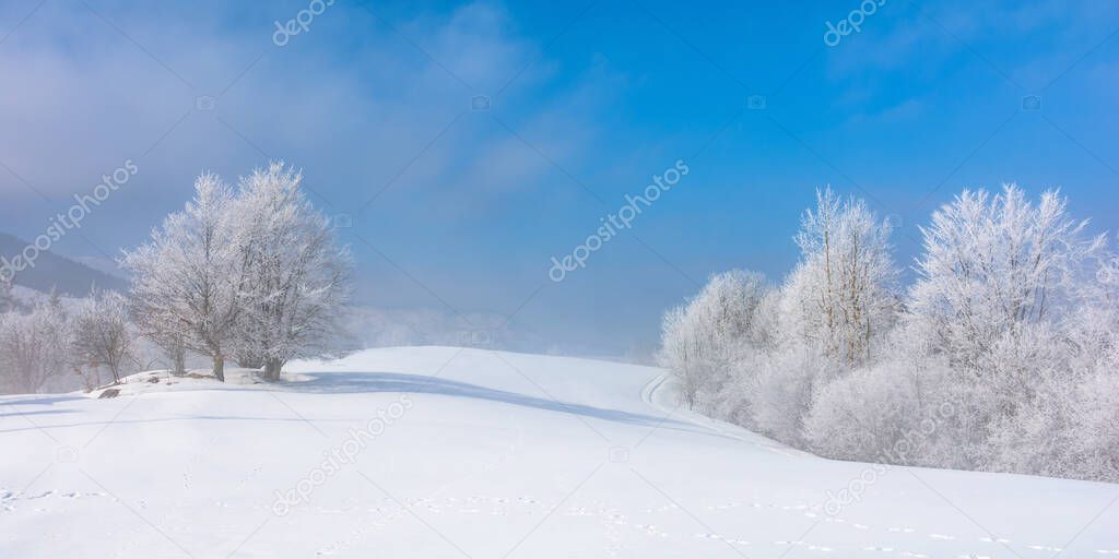 bunch of trees in hoarfrost on snow covered hill