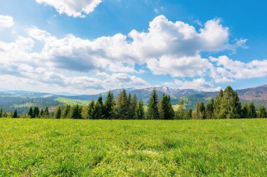 Dağlardaki çimenli çayırlarda ladin ormanları