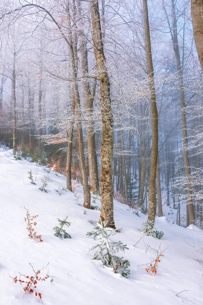 Cenário mágico natureza inverno na parte da manhã — Fotografia de Stock