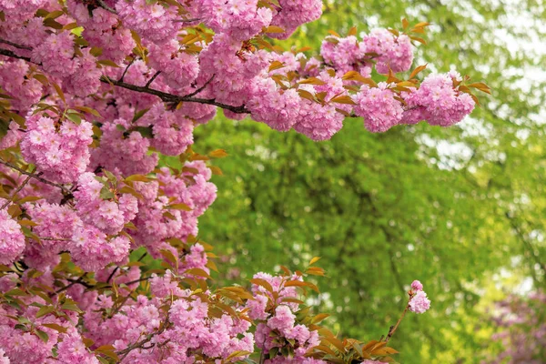 Άνθη κερασιάς στον κήπο — Φωτογραφία Αρχείου