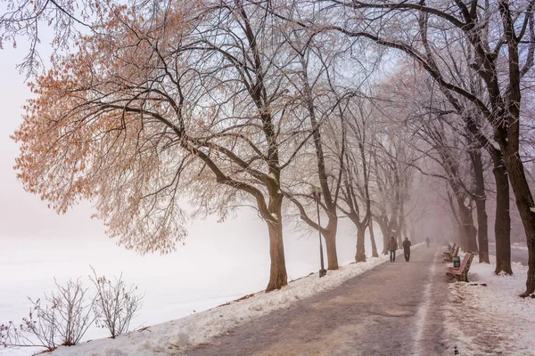 Il vicolo di tiglio più lungo in inverno — Foto Stock