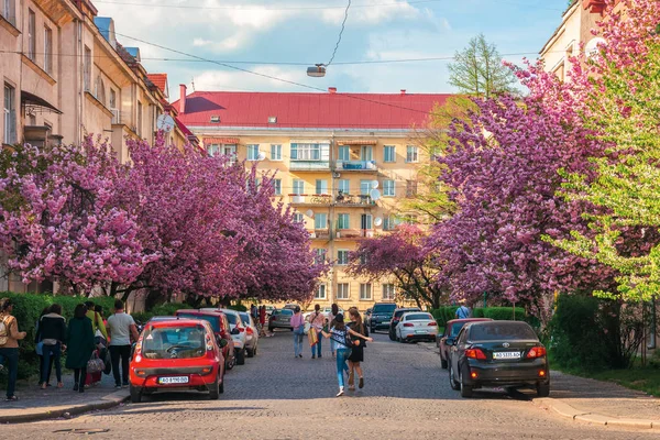 Calles de la pequeña ciudad en flor de cerezo —  Fotos de Stock