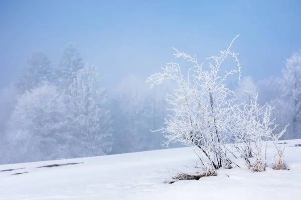 Tees en hoarfrost en un prado cubierto de nieve —  Fotos de Stock