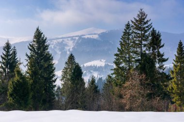 Karla kaplı dağ çayırındaki ladin ormanı