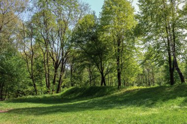 Parktaki hörgüçlü yeşil çimenler