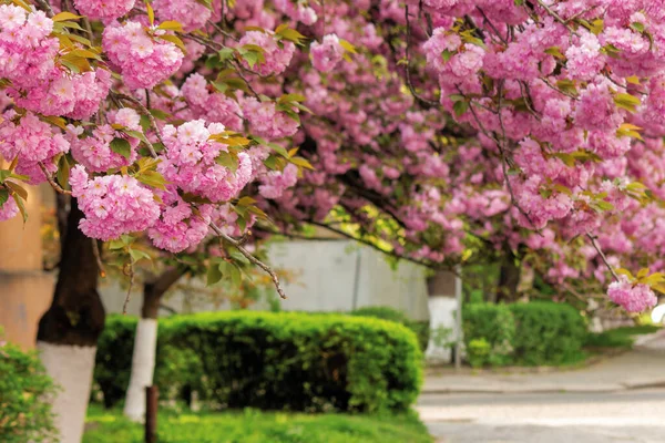 Cherry blossom in the garden — Stock Photo, Image