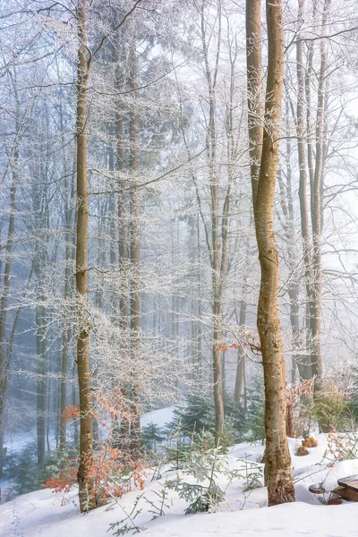 Paysage naturel hivernal magique le matin — Photo