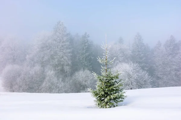 Kleine Fichte auf der schneebedeckten Wiese — Stockfoto