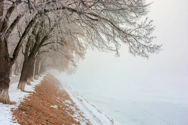 Die längste Lindenallee im Winter — Stockfoto