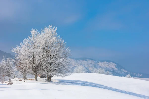 Bos bomen in de vorst op een besneeuwde heuvel — Stockfoto