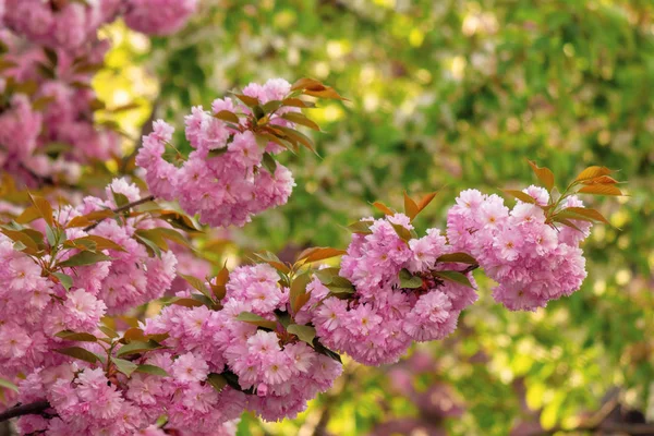 Cherry blossom in the garden — Stock Photo, Image