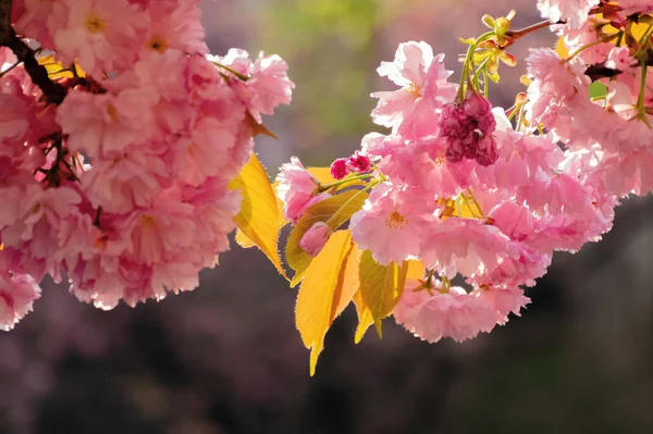 Fiore di ciliegio rosa alla luce del sole — Foto Stock