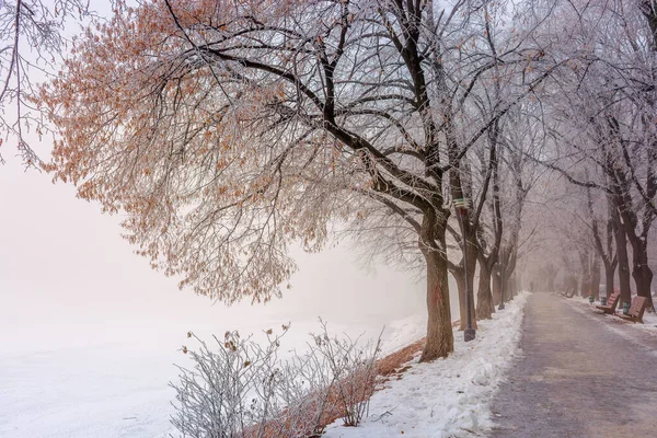 Il vicolo di tiglio più lungo in inverno — Foto Stock