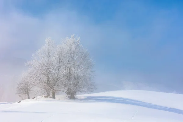 Baumstrauß im Raureif auf schneebedecktem Hügel — Stockfoto
