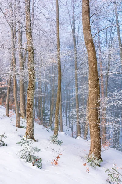 Cenário mágico natureza inverno na parte da manhã — Fotografia de Stock