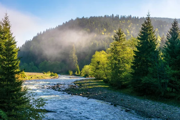 Гірська річка серед лісу — стокове фото