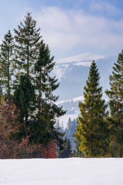 Karla kaplı dağ çayırındaki ladin ormanı