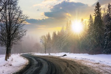 Gün batımında orman boyunca kırsal yol