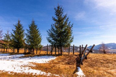 Dağ tepe üzerinde çam ağaçları