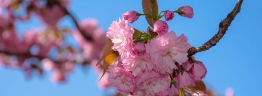 kiraz çiçeği pembe yakın çekim