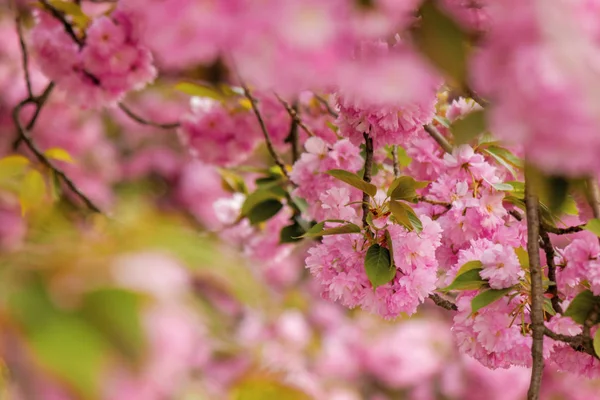 정원에 있는 벚꽃 — 스톡 사진