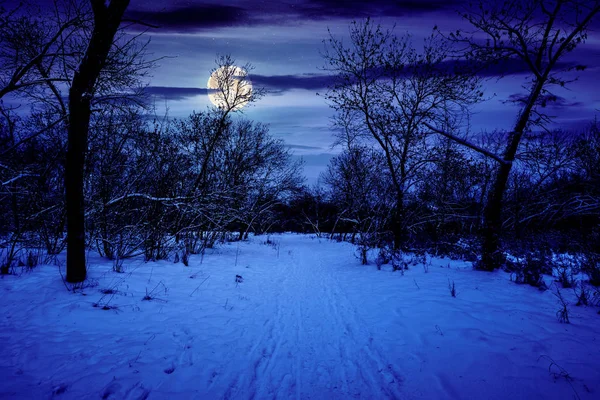 Winterwald bei Nacht — Stockfoto