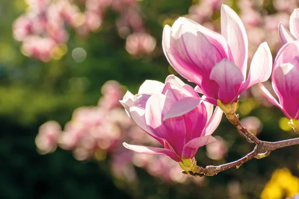 Rosa Blüte des Magnolienbaums — Stockfoto