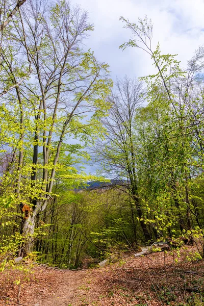 Gyalogút az erdőn keresztül tavasszal — Stock Fotó