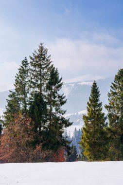 Karla kaplı dağ çayırındaki ladin ormanı